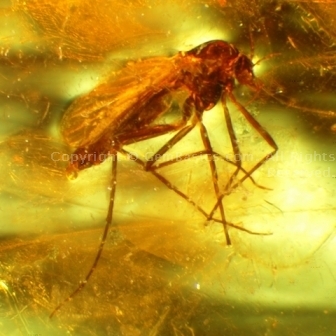 Amber with mosquito